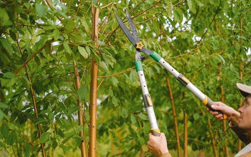 Tree trimming in Low Moor, IA