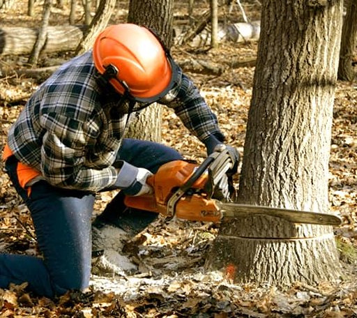 Tree Removal in Low Moor, IA